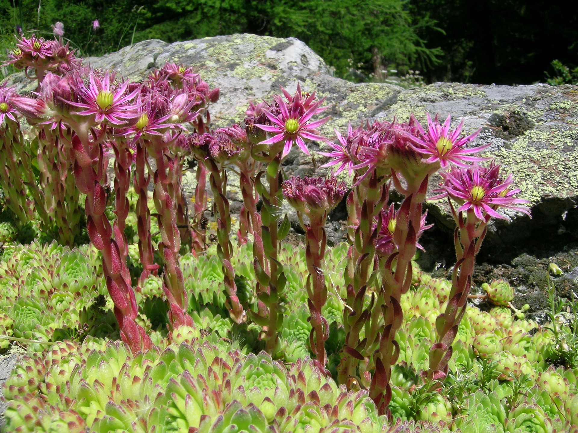 Joubarbe des montagnes (Sempervivum montanum)Les feuilles et les tiges ont une consistance charnue, car les tissus qui les composent possèdent de grandes cellules qui agissent comme un dépôt d’eau, à l’instar des plantes qui vivent dans les déserts.